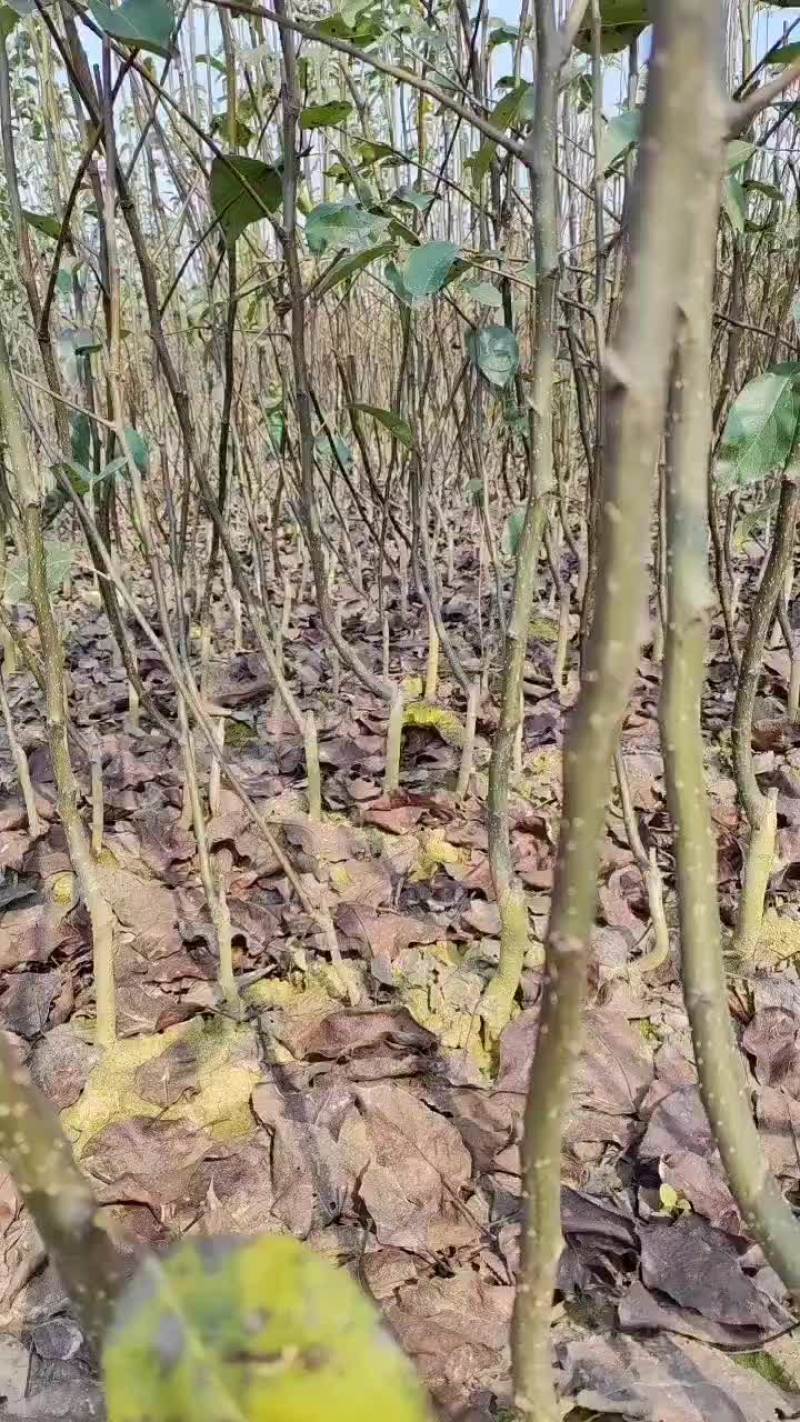 各品种梨苗