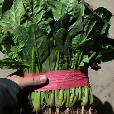 大叶菠菜