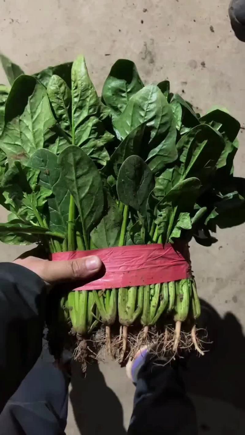 大叶菠菜