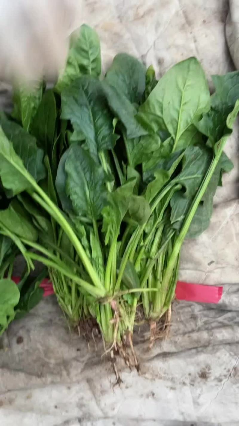 大叶菠菜