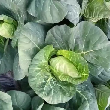 牛心甘蓝