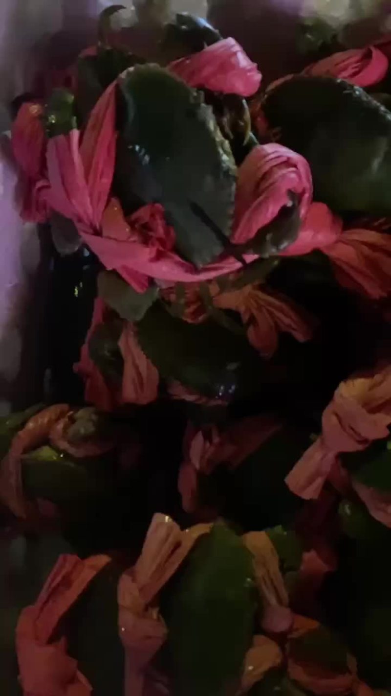 北海糕蟹