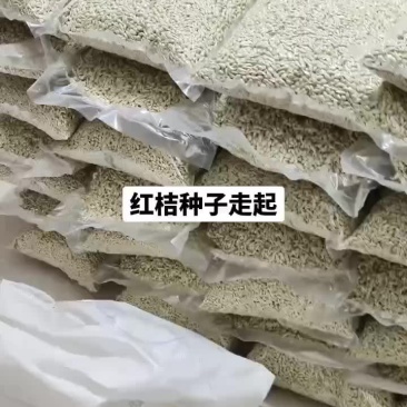 四川红桔种子