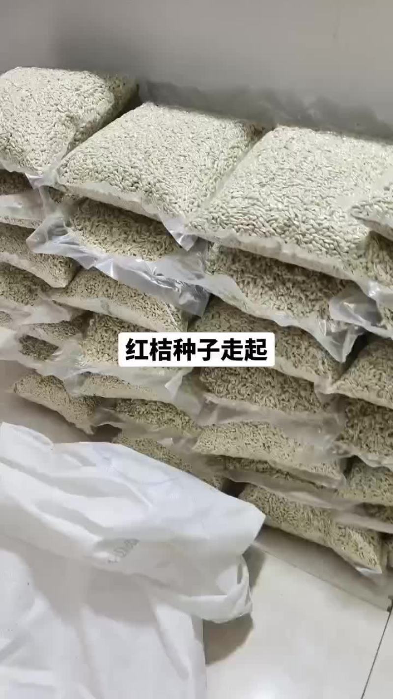 四川红桔种子