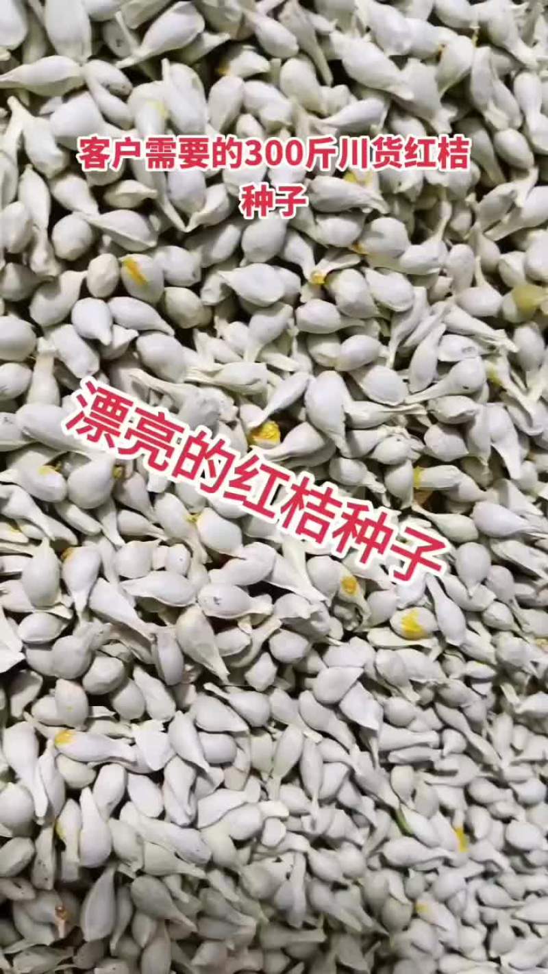 四川红桔种子