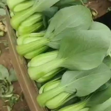 上海青