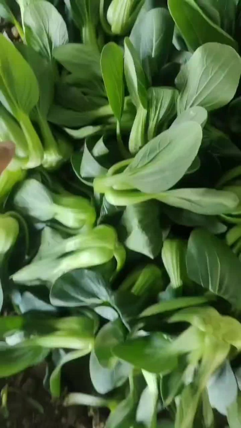 上海青