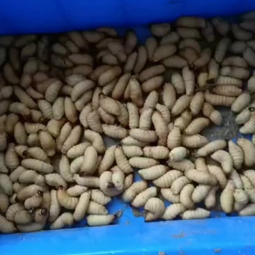 活虫出售个头大，活体大量供应，保质保量，欢迎客商咨询