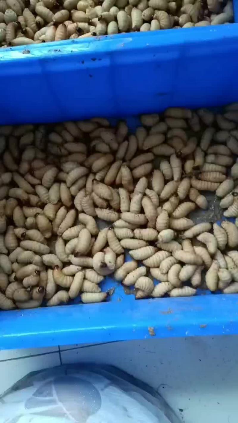 活虫出售个头大，活体大量供应，保质保量，欢迎客商咨询