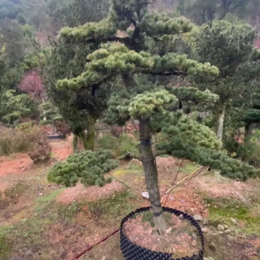 造型五针松，原生五针松