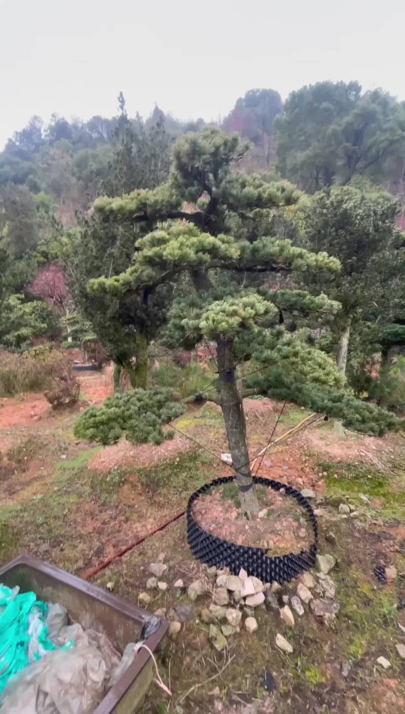造型五针松，原生五针松