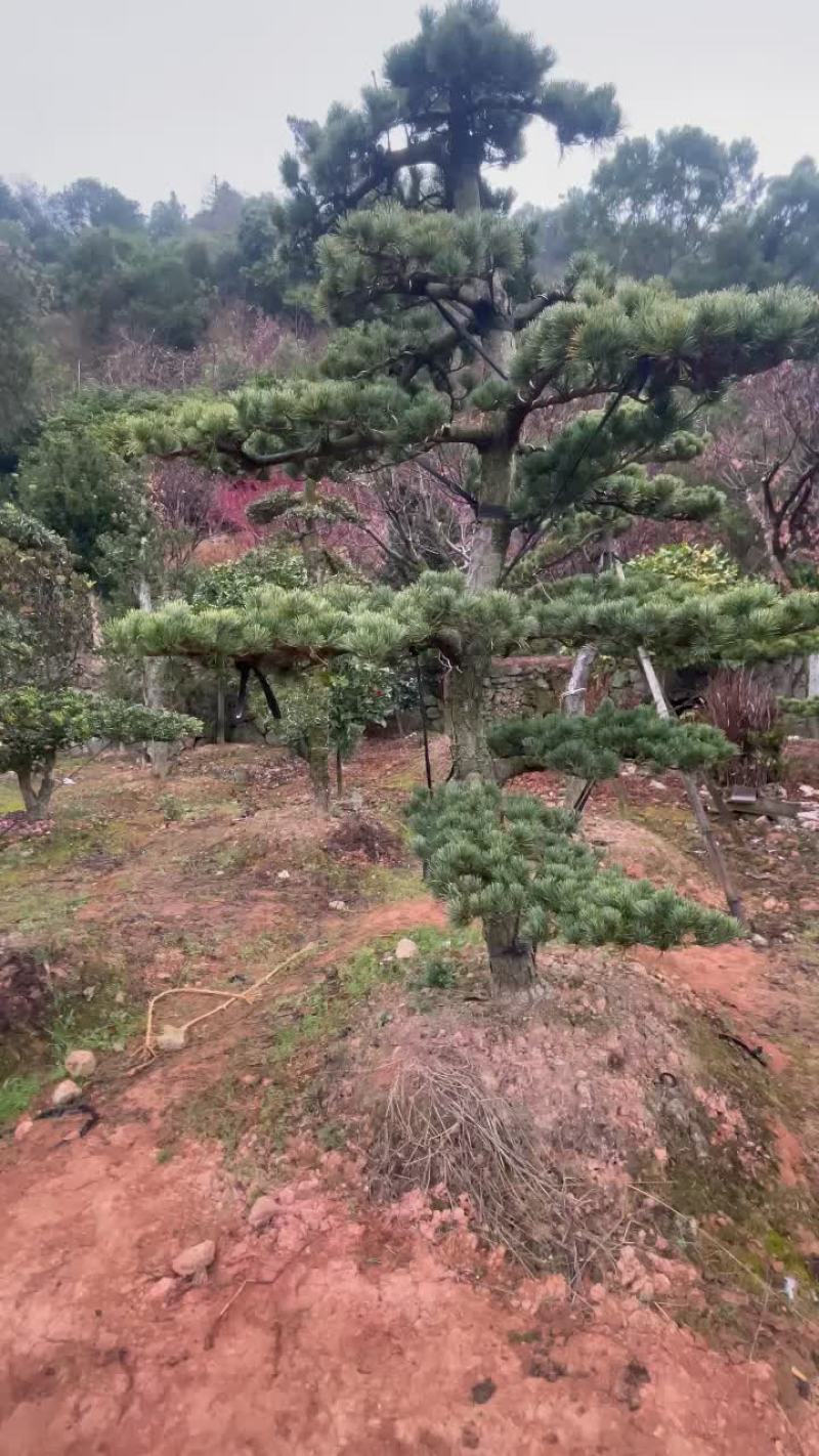 造型五针松，原生五针松
