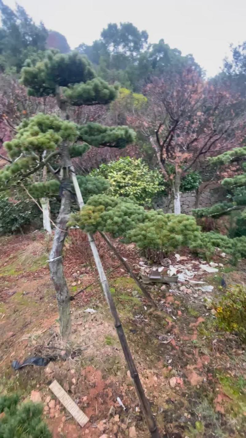 造型五针松，原生五针松
