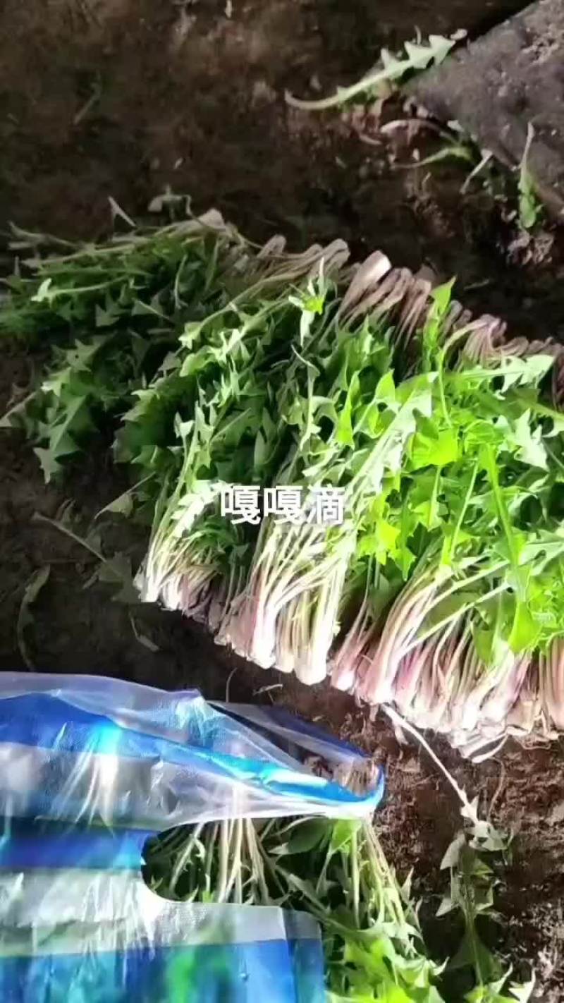 【新鲜采摘】曲麻菜新鲜野菜上市，味道好价格优欢迎选购