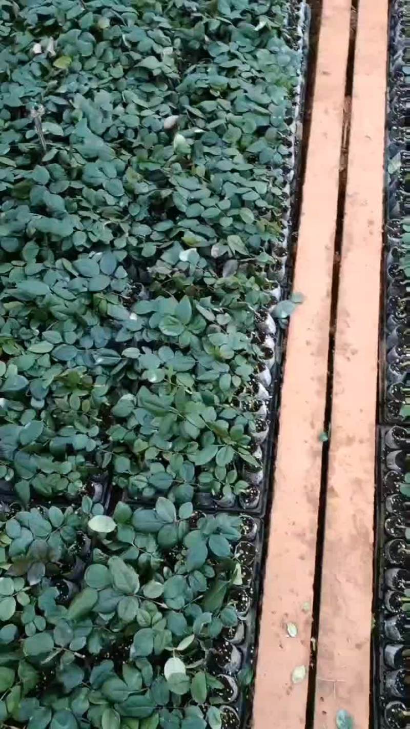 玫瑰花苗批发
