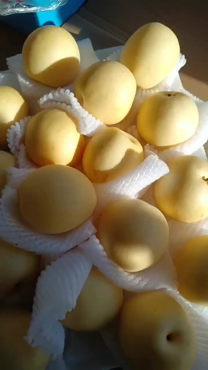 皇冠梨