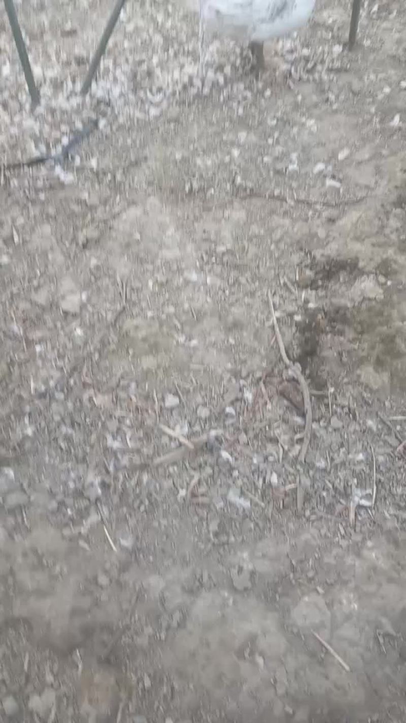 白番鸭