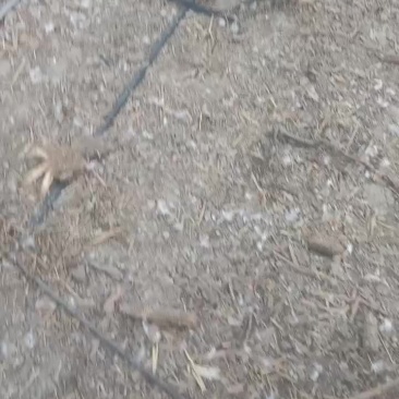 白番鸭