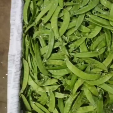 精品荷兰豆/豌豆/云南荷兰豆/产地直发/一手货源