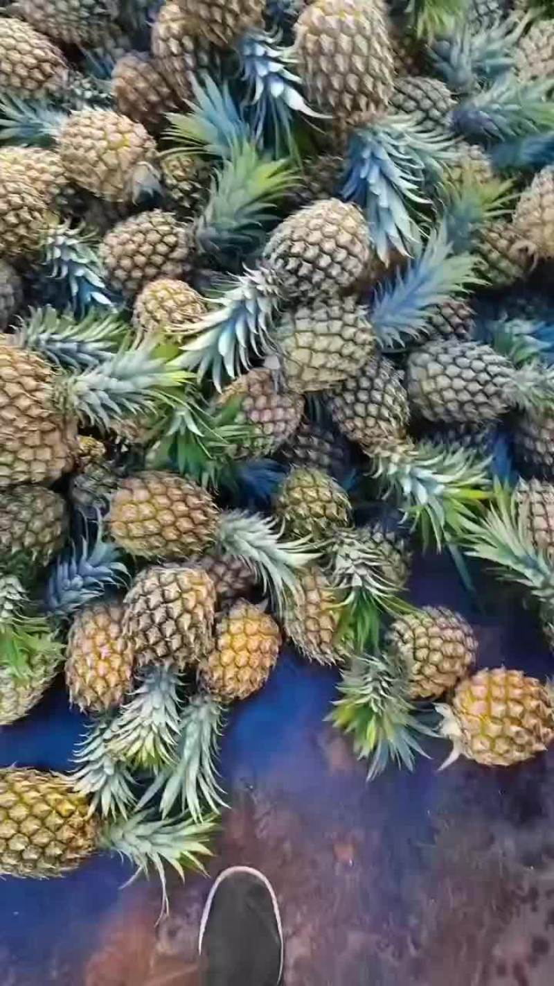 小香箥萝