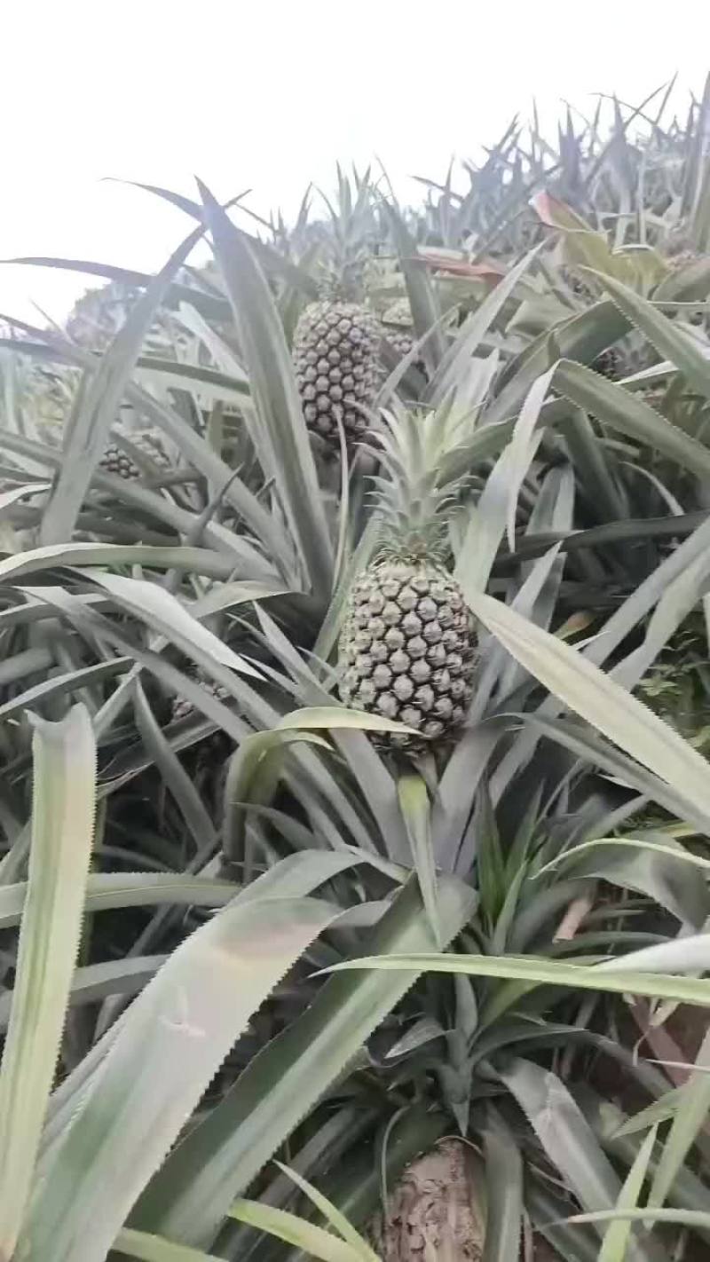 小香箥萝