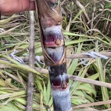 甘蔗种