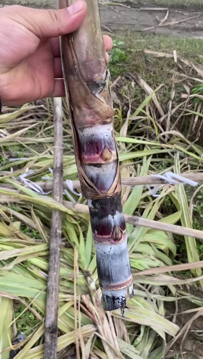 甘蔗种