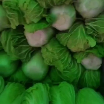 冷库白菜大量现货。可以持续供应