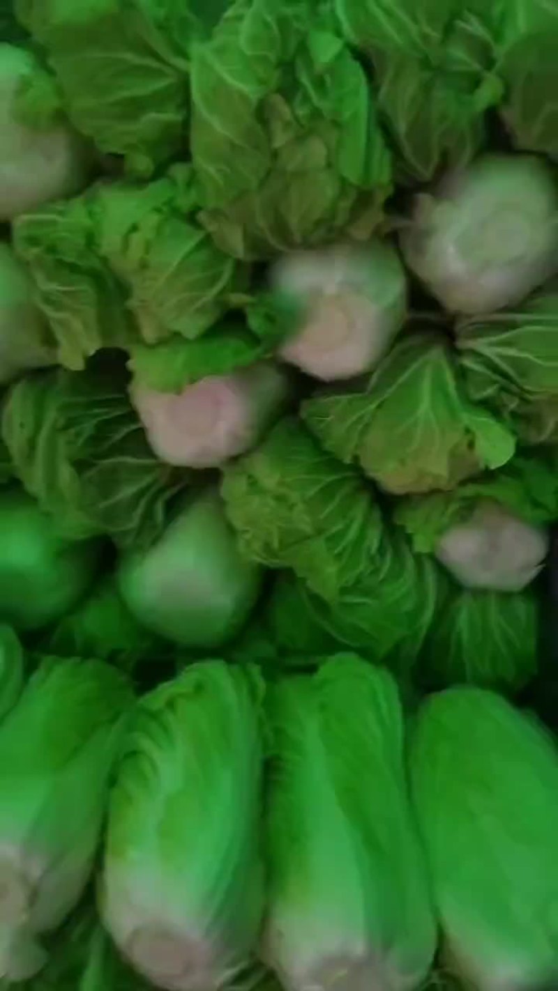 冷库白菜大量现货。可以持续供应
