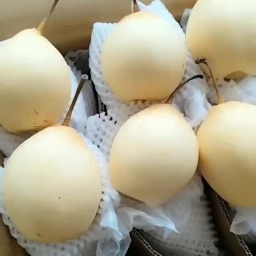 水晶鸭梨