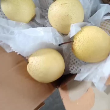 雪梨