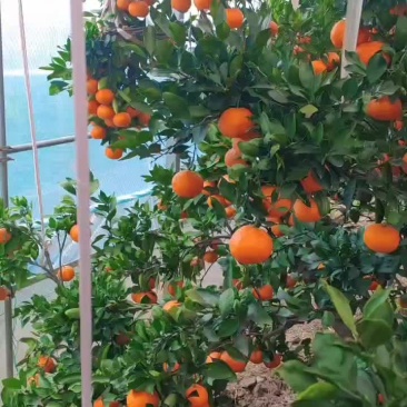 涌泉蜜橘
