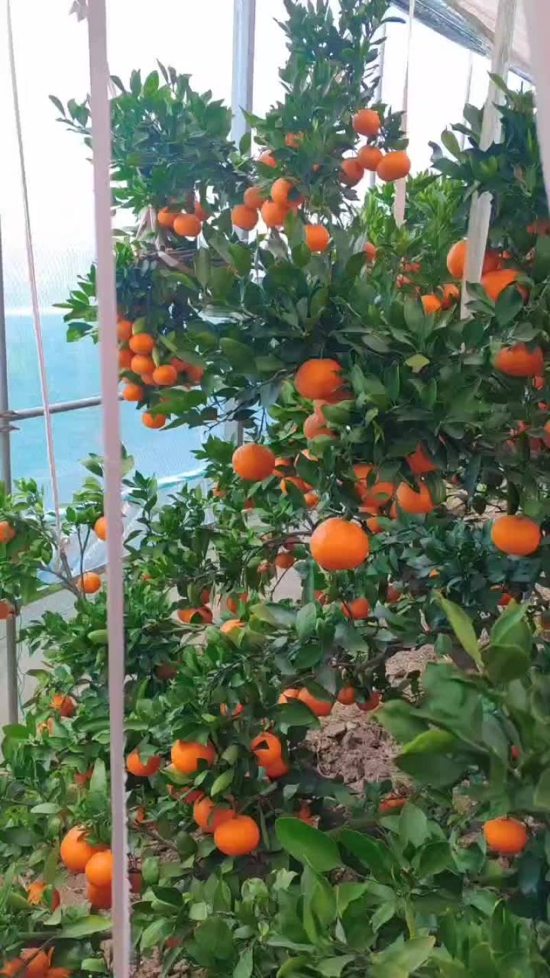 涌泉蜜橘