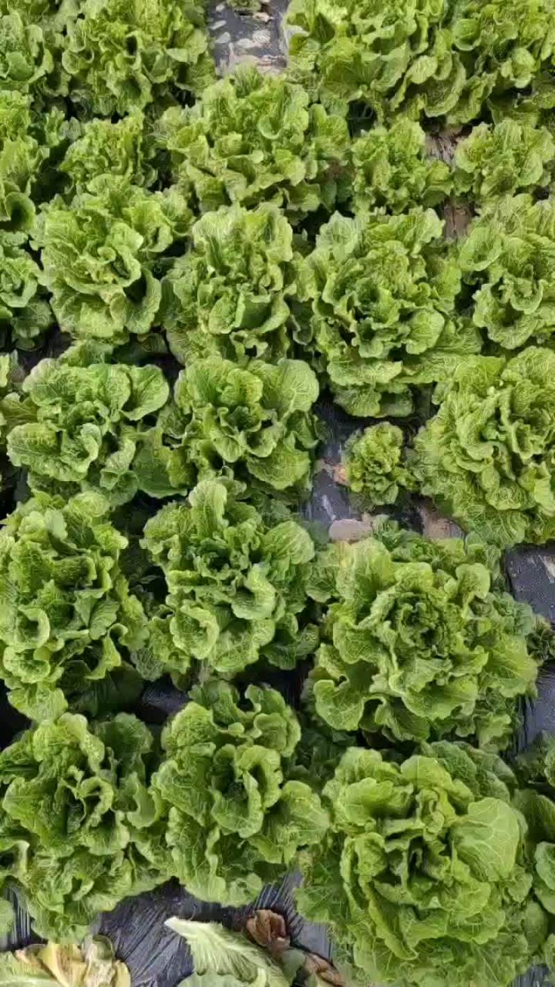 意大利生菜