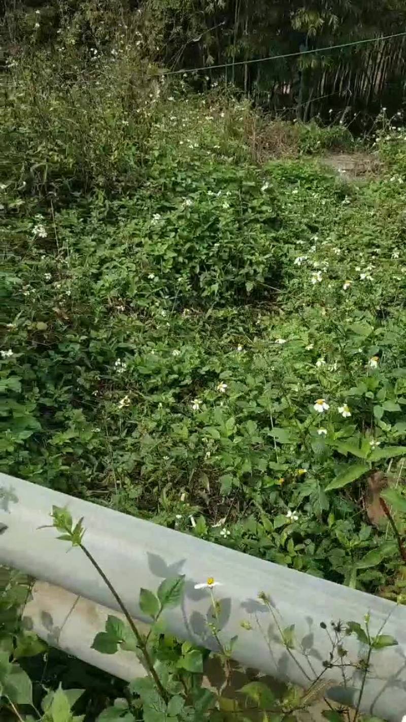 鬼针草