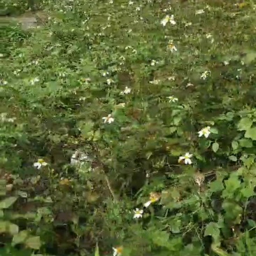 鬼针草