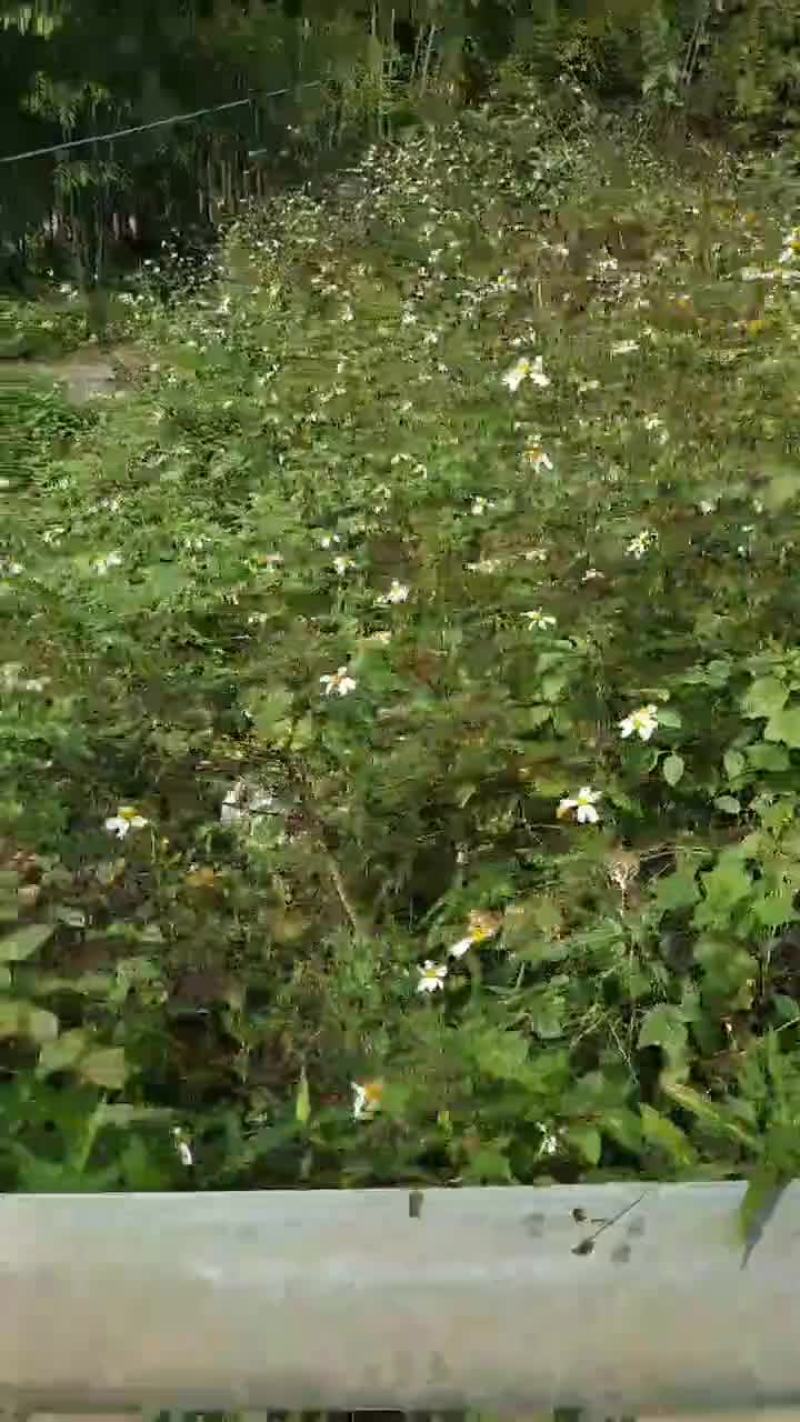 鬼针草