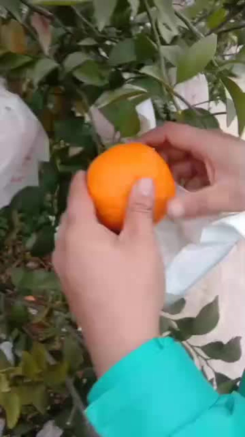 耙耙柑商品果