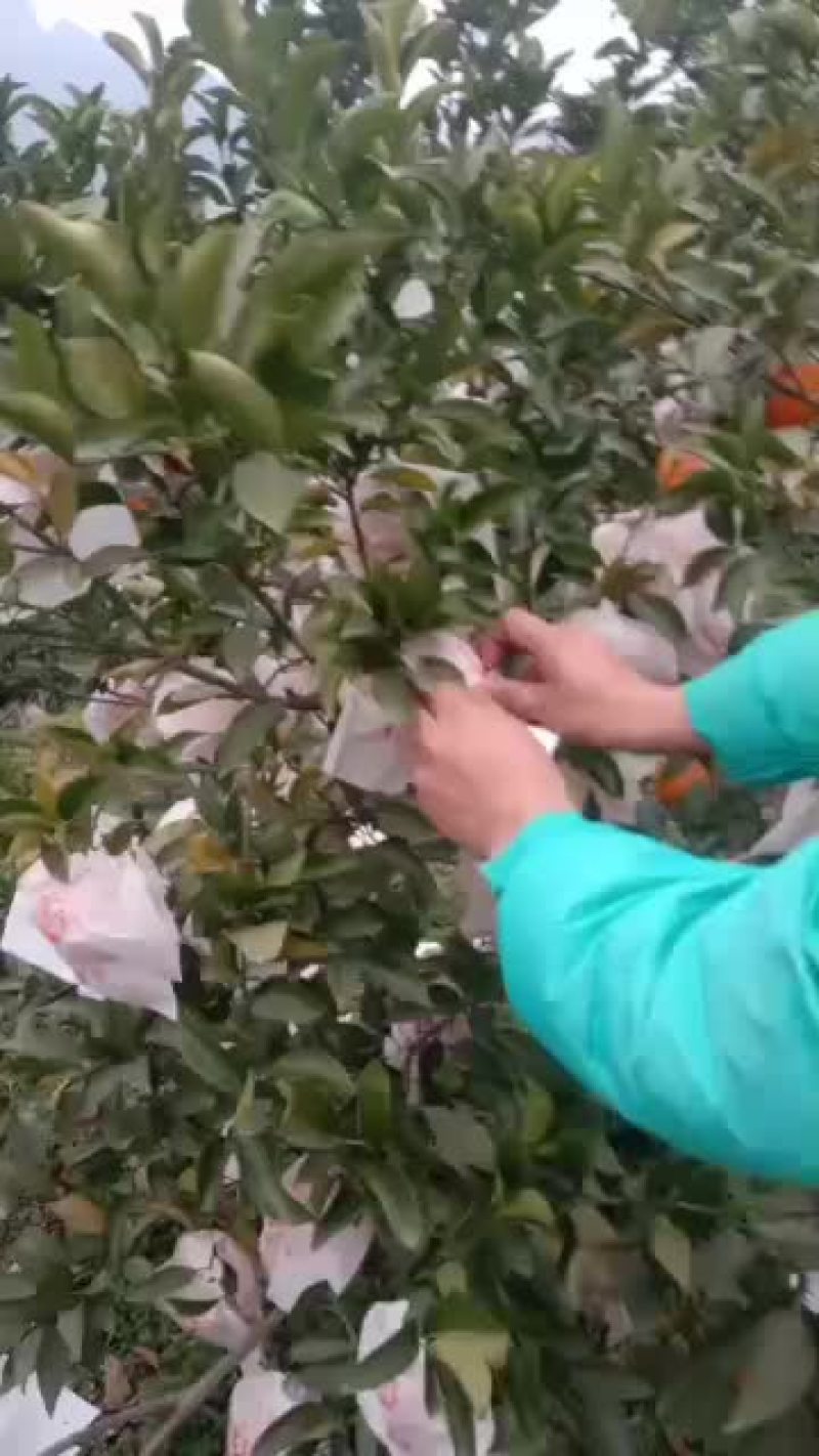 耙耙柑商品果