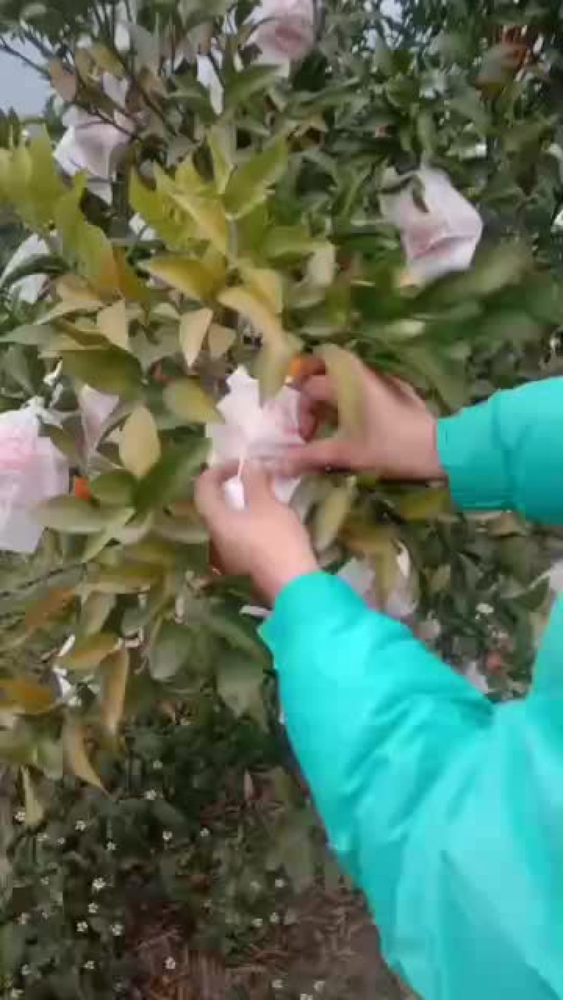 耙耙柑商品果