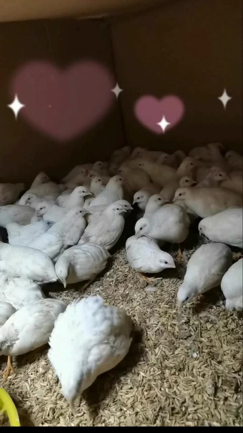 芦丁鸡