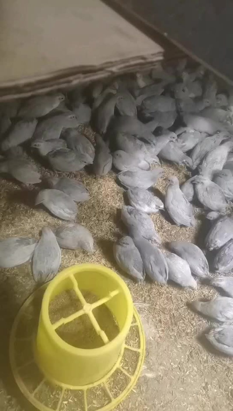 芦丁鸡
