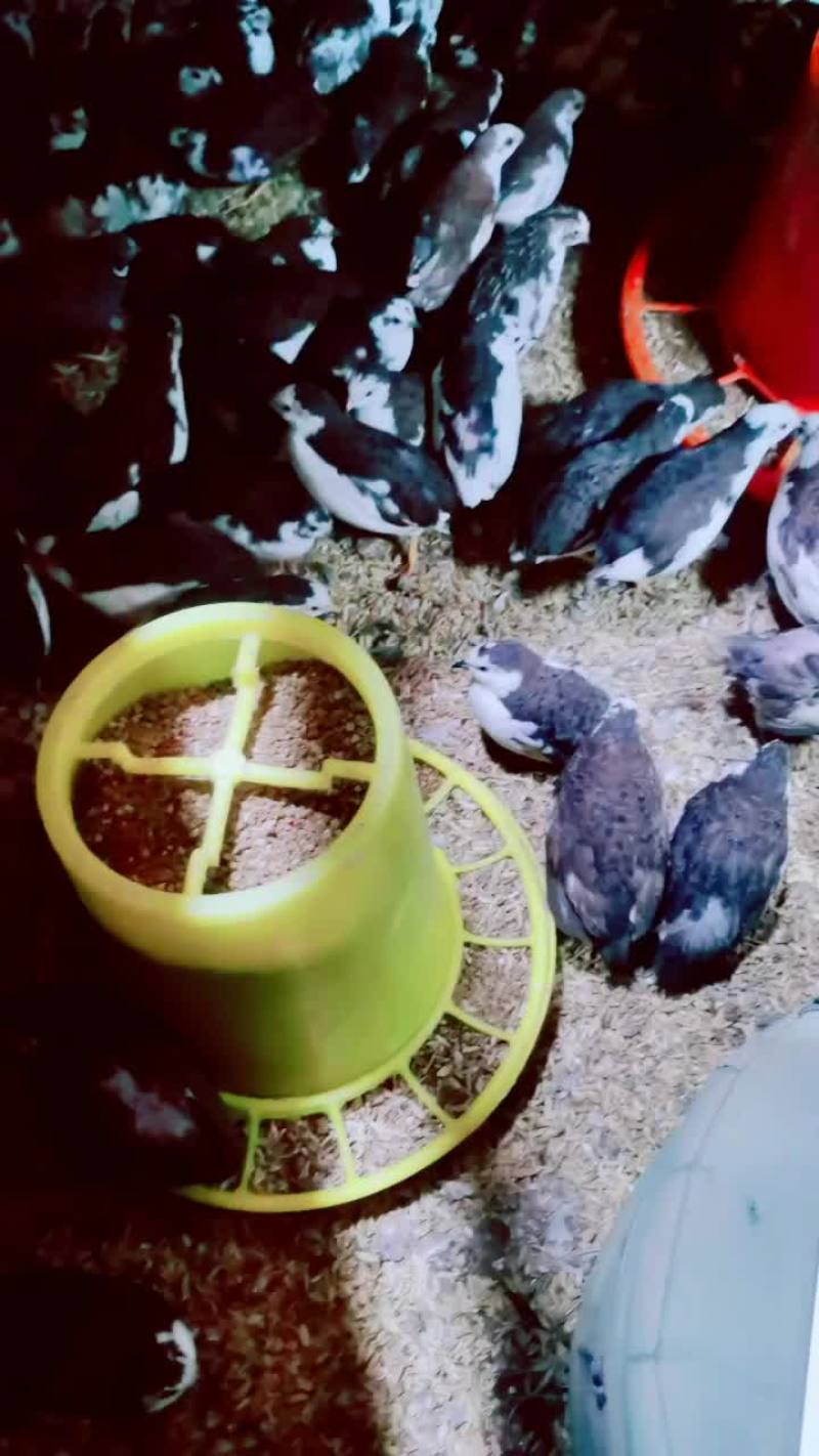 芦丁鸡
