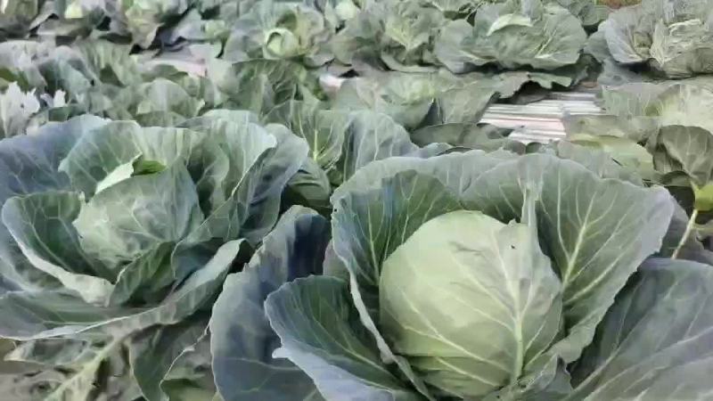 年初五甘兰大量上市了欢迎下单