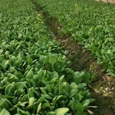 青菜