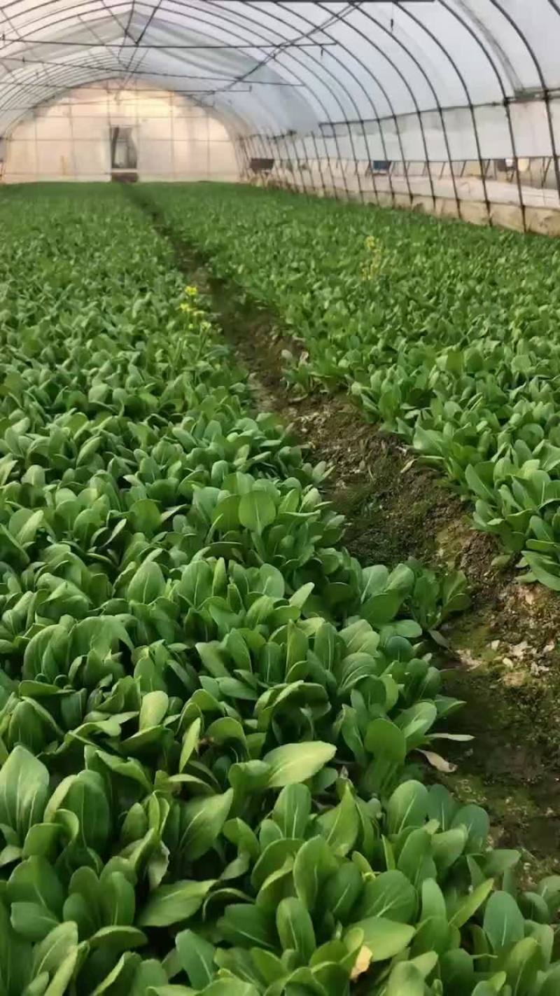 青菜