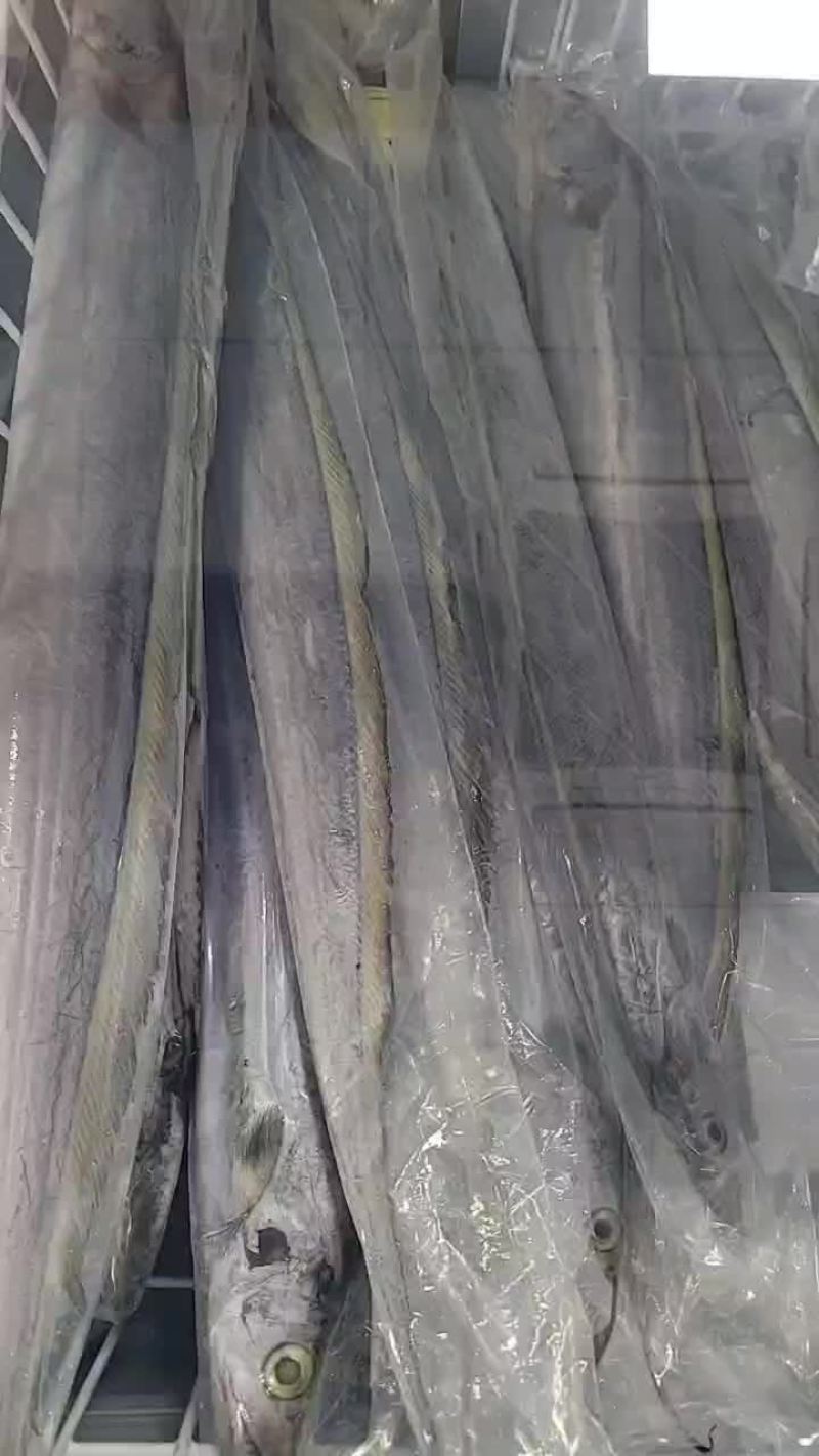 印尼带鱼