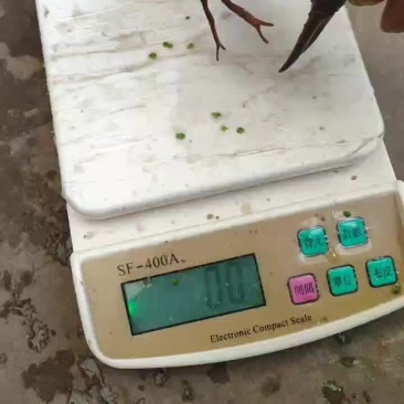 小龙虾