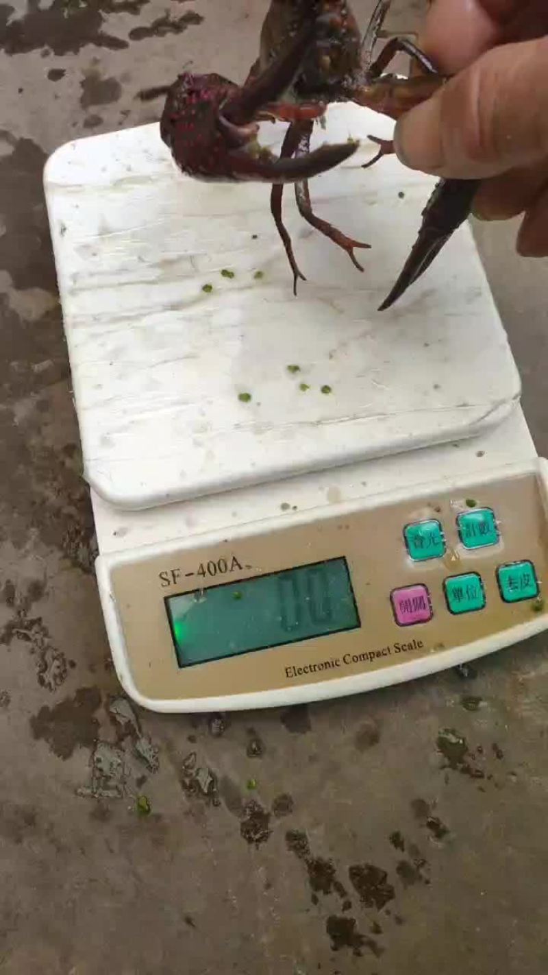 小龙虾