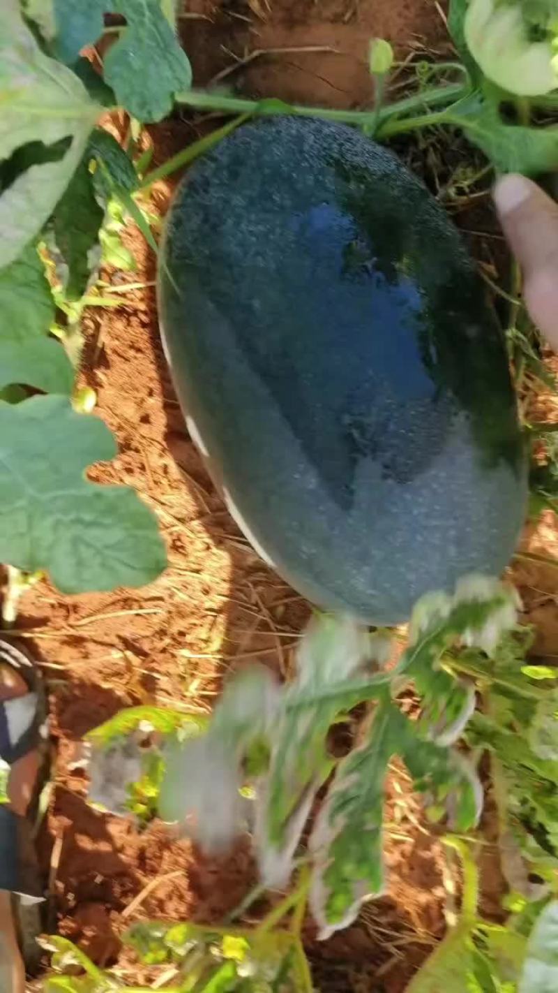 大量黑美人，摸黑公司
